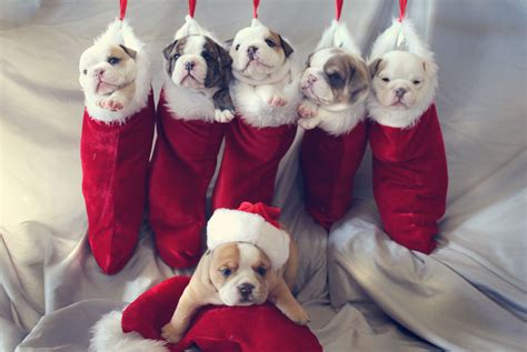 Cutest Christmas English Bulldog Puppies. | Bulldog puppies, English ...