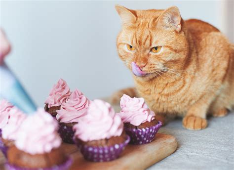 Can cats eat carrot cake? — Modern Vet