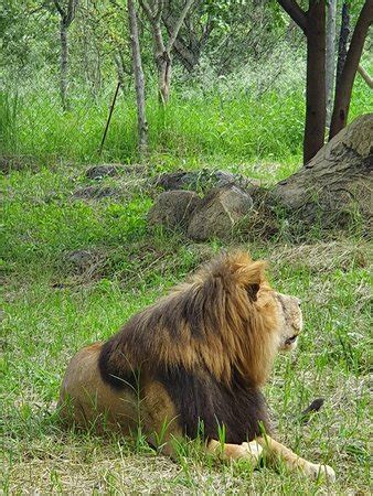 Lion and Cheetah Park (Harare) - 2020 All You Need to Know Before You Go (with Photos) - Harare ...