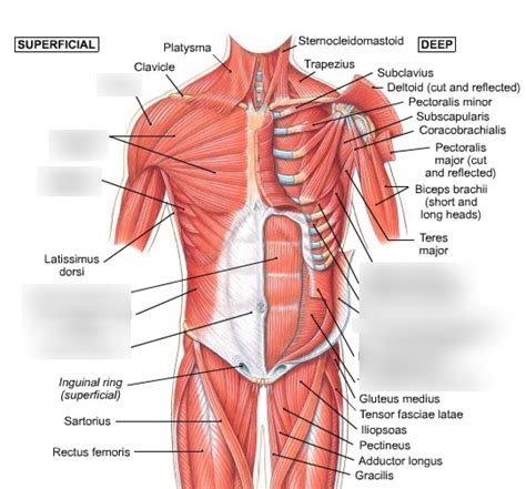 Anterior Torso Muscles Diagram | Quizlet