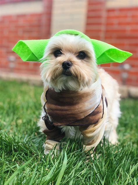 DIY Yoda Dog Costume - Super Cute and Easy