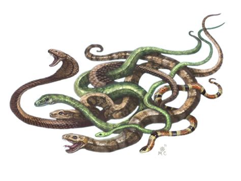 swarm of snakes - Google Search Resident Evil, Forgotten Realms, Dnd ...