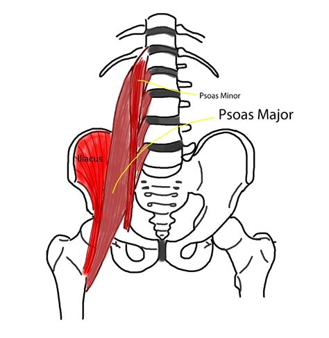 Un músculo oculto: el psoas.