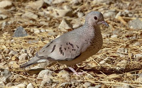 Common Ground Dove | San Diego Bird Spot