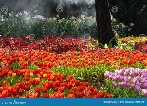 Tulips garden stock image. Image of colorful, spring - 28535929