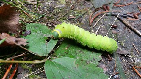 Adorable emerald green caterpillar. Does anyone know what it'll turn ...