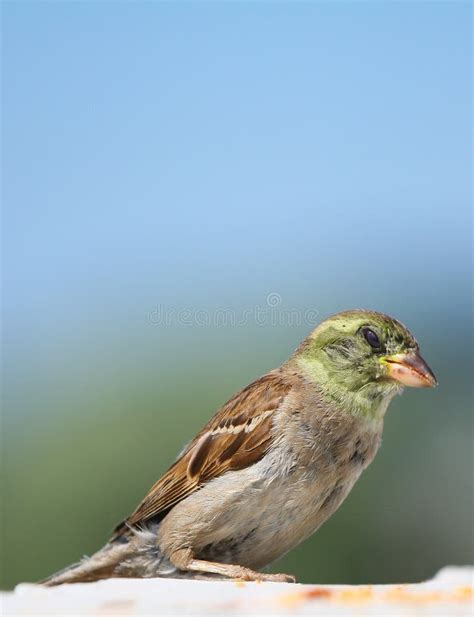 House sparrow bird stock photo. Image of bird, looks, animal - 5966098