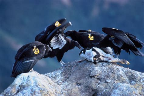 Birds of Prey: The California Condor | hubpages