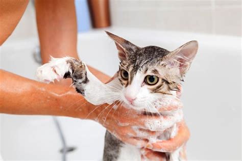 How to Bathe a Flea-Ridden Cat - Traveling With Your Cat