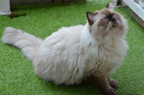 Top 12 Himalayan Cat Breeders: What To Look For