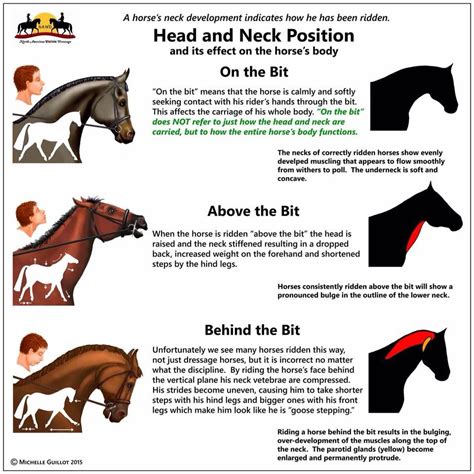 Horse behavior 101 – Artofit