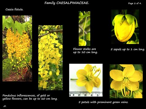 Cassia fistula - Botany Brisbane