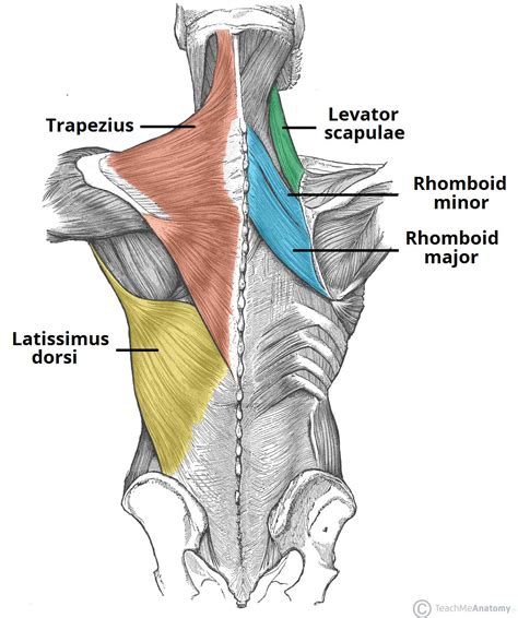 Back Muscles Anatomy Chart Graph Diagram | The Best Porn Website