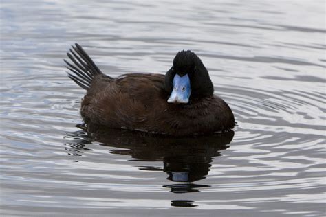 File:Blue-billed-duck.jpg - Wikipedia, the free encyclopedia