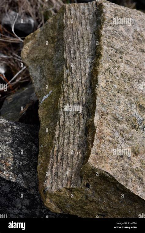 Tree fern fossil Carboniferous Stock Photo - Alamy