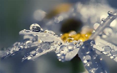 rain drops on flower wallpaper - HD Wallpaper