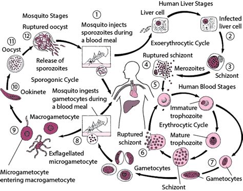 Figure: Plasmodium life cycle - MSD Manual Professional Edition