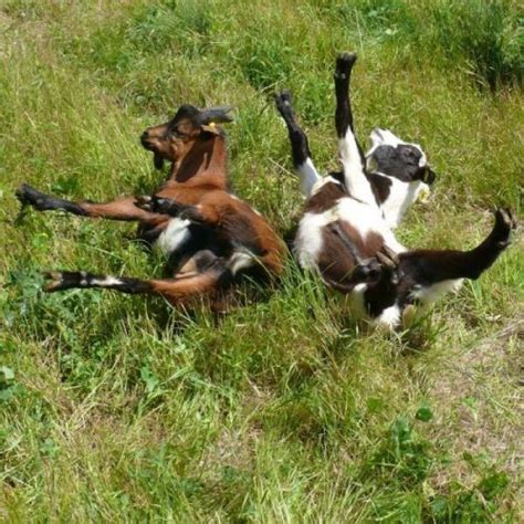 fainting goats on Tumblr