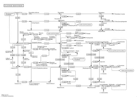 KEGG PATHWAY: Flavonoid biosynthesis - Reference pathway