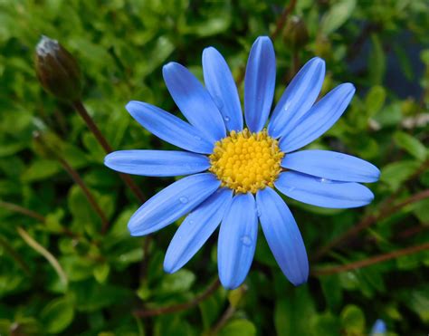Felicia (blue Daisy; Marguerite Daisy) – A To Z Flowers 0B3