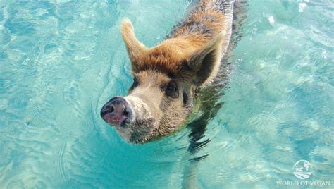 Sadly, Pig Beach Isn’t Paradise for the Swimming Pigs