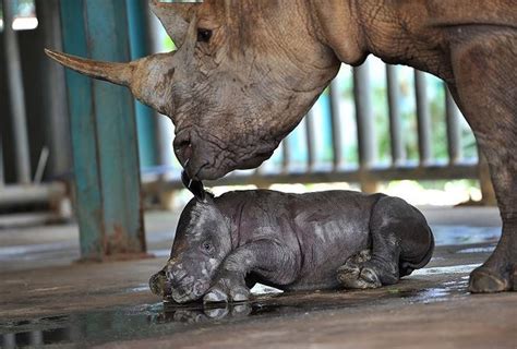 Reproducing animals in semi-wild conditions at Vietnam’s zoos