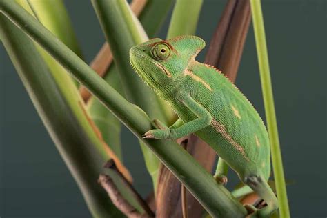 How Long Do Chameleons Live in Captivity? (Unveiling the Secrets ...