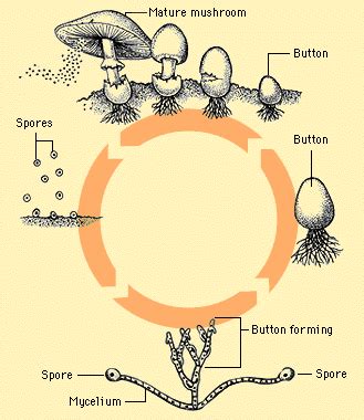 How Do Mushrooms Grow? - Growing Mushrooms