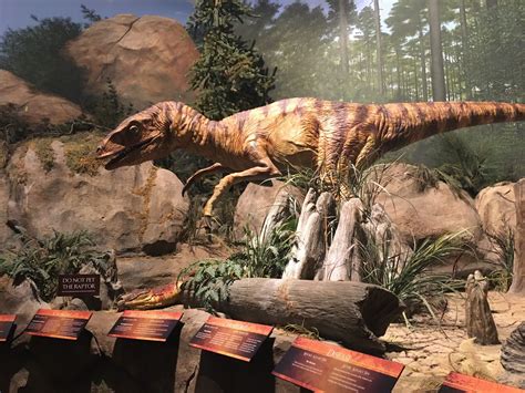 Dinosaurs | Dinosaur, Creation museum, Mystical creatures