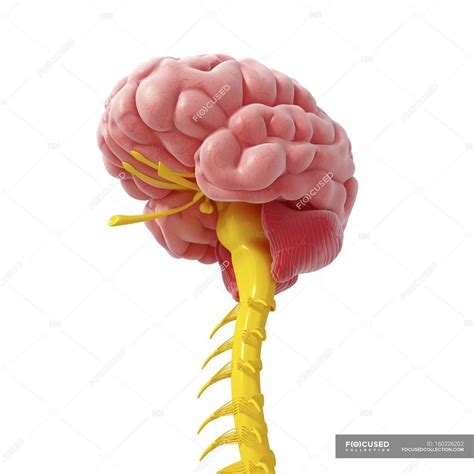 Brain spinal cord anatomy — healthy, background - Stock Photo | #160226202