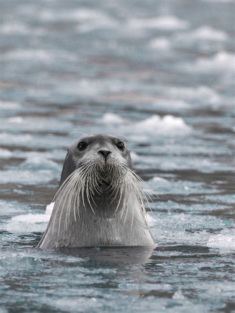 Photo Journey Arctic - Part III - Arctic Nature - Anette Mossbacher