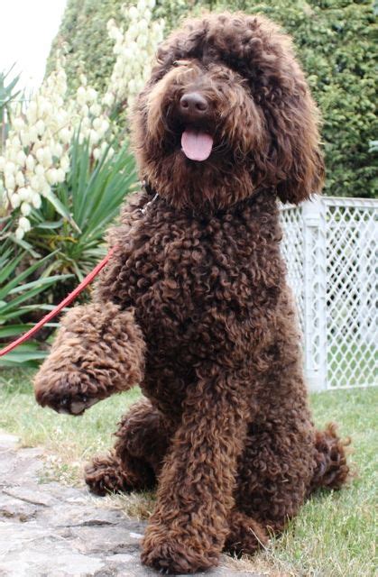 Labradoodle Pictures Labrador-Poodle hybrid dogs - Dog Breed Standards