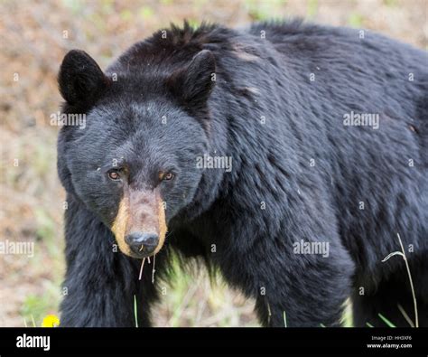 Close up brown bear hi-res stock photography and images - Alamy