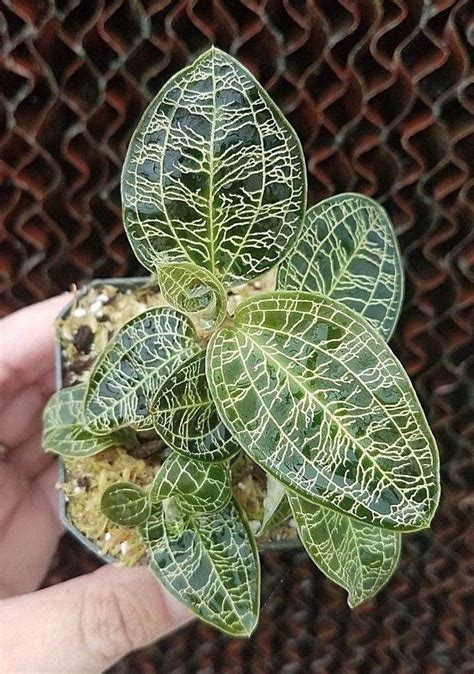 Jewel Orchid - Database Plants