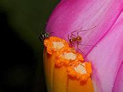 Category:Insects on Zingiberales flowers - Wikimedia Commons