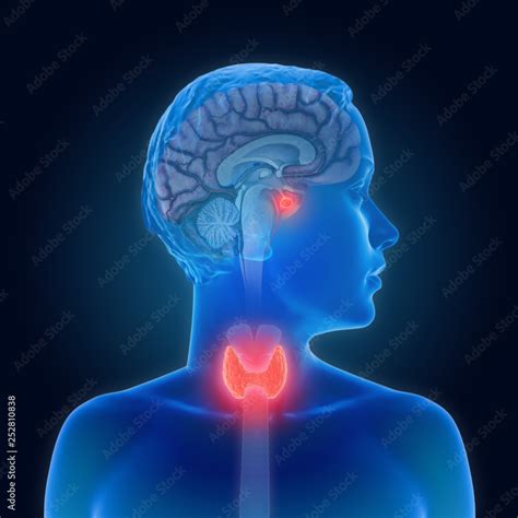 3d illustration of the thyroid gland and pituitary gland part of the ...