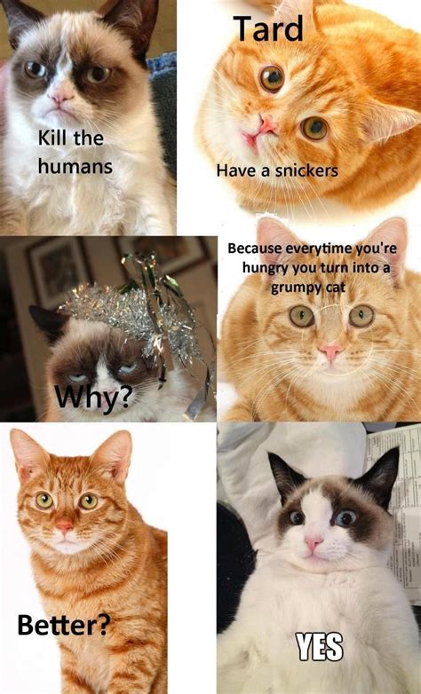 Better | Funny grumpy cat memes, Grumpy cat, Grumpy cat meme