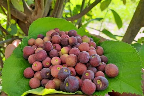 Learn About Growing Phalsa Sherbet Berry Plants | luv2garden.com