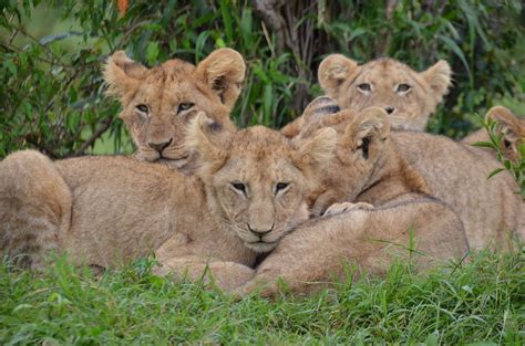 #africa #kenya #lion cubs #lions #nature #wildlife | Lion mural, Africa wildlife, Mural wall art