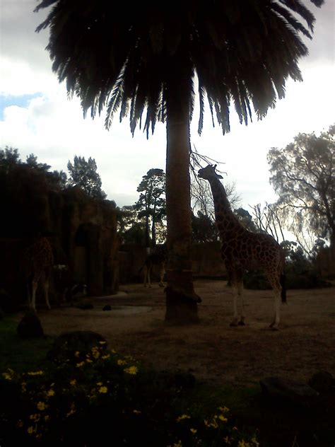 the giraffe enclosure - melb zoo | Australia, Zoo, Enclosure