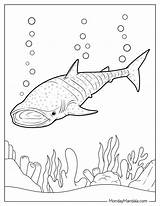 34 Shark Coloring Pages Free PDF Printables sketch template