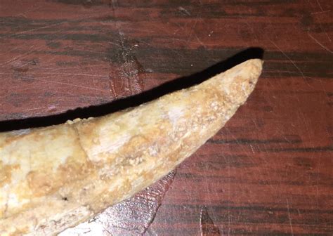 Dinosaur claw - Fossil ID - The Fossil Forum