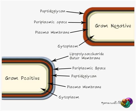 Gram-negative/positive - Periplasmic Space Bacteria - 1280x1024 PNG Download - PNGkit