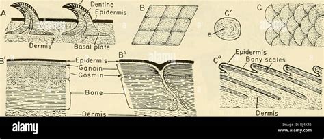 Placoid scales hi-res stock photography and images - Alamy