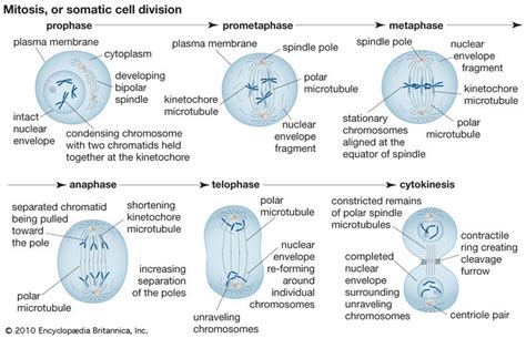 prometaphase really just prophase Winston Churchill, Somatic Cell ...