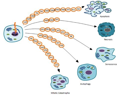 The figure displays different radiation-induced cell death mechanisms ...