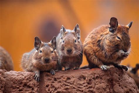 Degú: un roedor similar al conejo o la chinchilla pero de menor tamaño ...