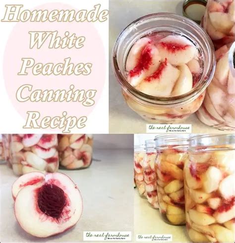 Homemade White Peaches Canning Recipe - The Homestead Survival