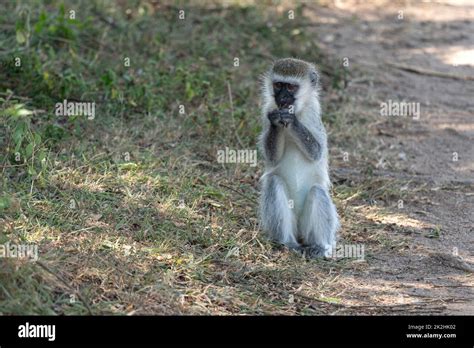 Vervet monkey, Chlorocebus pygerythrus Stock Photo - Alamy