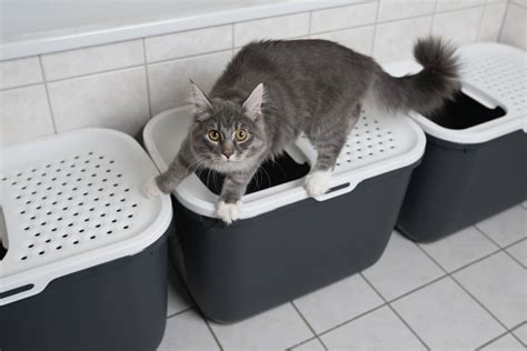 Where & How to Set Up a Litter Box | Arm & Hammer Cat Litter